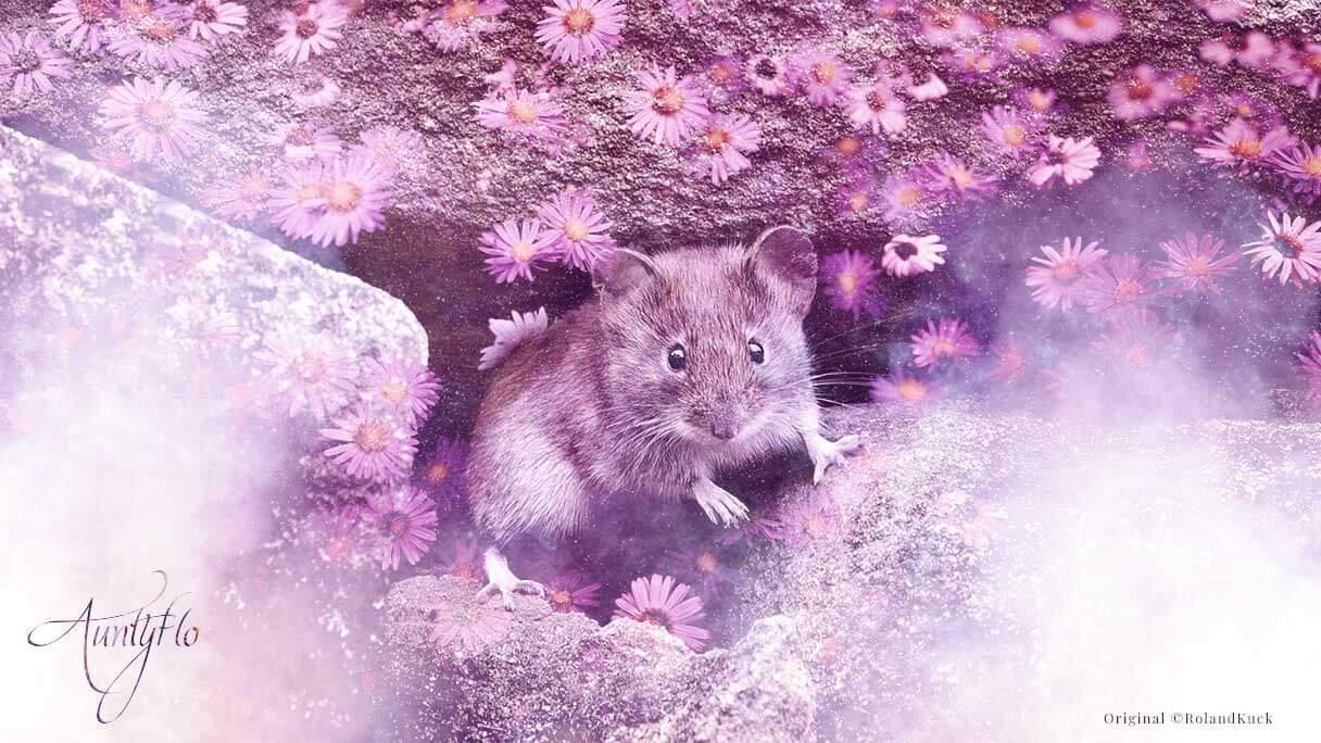 Mouse Spiritual Meaning And Interpretation